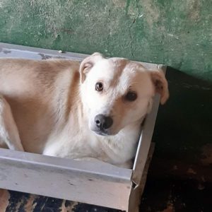 DIETRICH - auf Pflegestelle in PLZ 6 - vermittelt