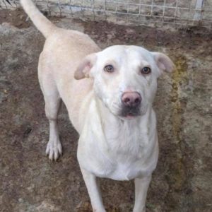 DOLORES - auf Pflegestelle in PLZ 4 - ausgereist