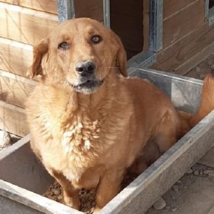 DOSSO - auf Pflegestelle in PLZ 1 - vermittelt