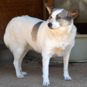 GILMA - auf Pflegestelle in PLZ 3 - vermittelt