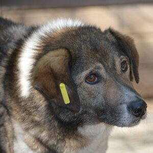 ELBA - ausgereist zu Lika Schneider (AL 08.12.)