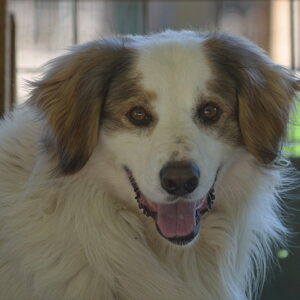 COLT - reserviert Manuela vermittelt