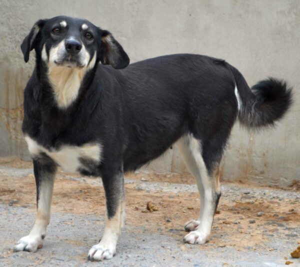 KATTY - reserviert Anna (TR/HU) 13.03 - vermittelt