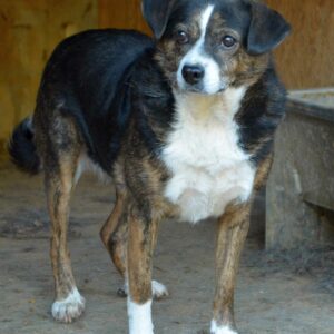 MOJITO - reserviert TST Rösrath vermittelt