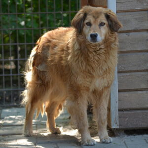 FENAL (♀) - vermisst 04/24