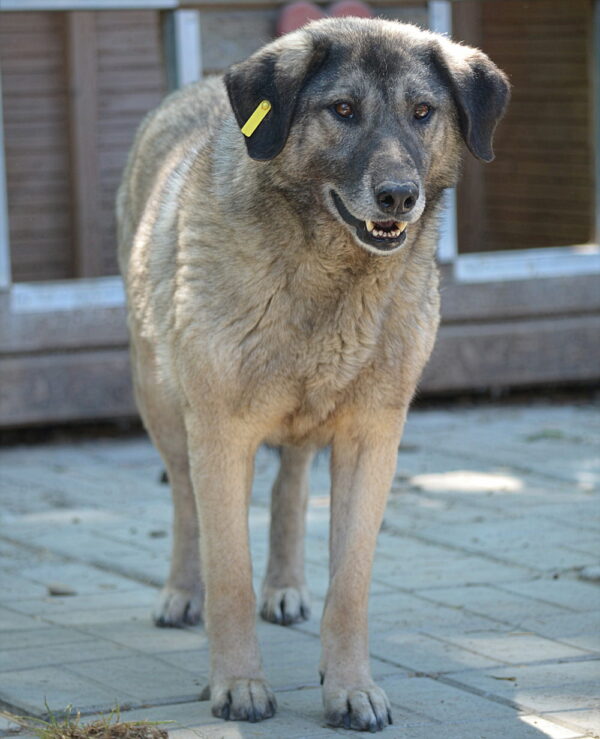 BELSY - vermisst 04/24 – Bild 2