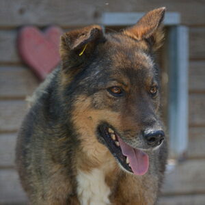 SISSI - vermisst 04/24