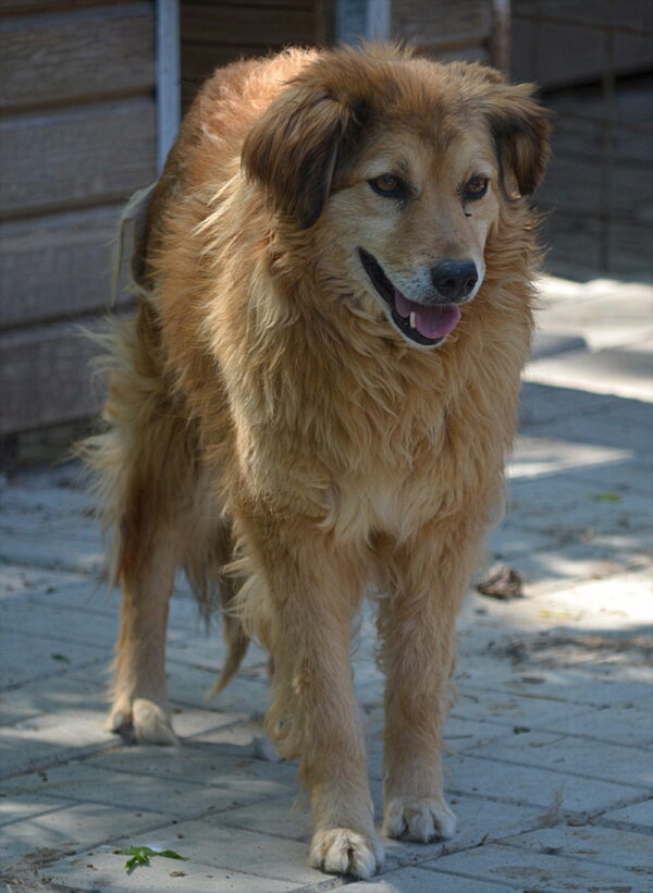 FENAL (♀) - vermisst 04/24 – Bild 4