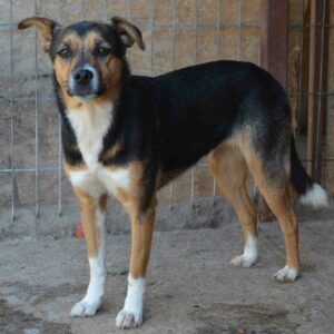 FENA - reserviert Vierbeiner in Not vermittelt