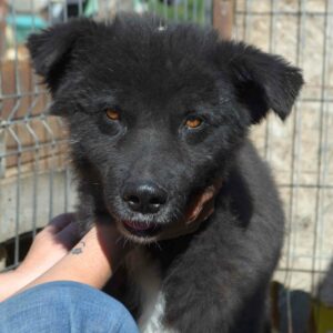 AVENU - reserviert Manuela - vermittelt