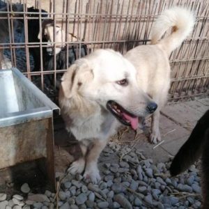 DYLAN - reserviert Tierhilfe Lebenswert DR - vermittelt