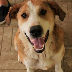 DONDO - reserviert Manuela - vermittelt