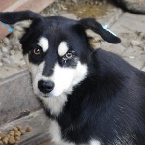 EARL - reserviert Alina - vermittelt