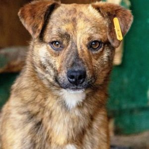 EDINO - reserviert Second Chance Dogs - vermittelt