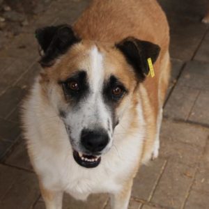 ELMON - reserviert TH Gifhorn - vermittelt