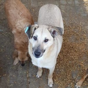 ELUVA - reserviert Tierhilfe Lebenswert DR - vermittelt