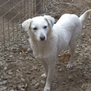 EMILIA - reserviert Tierhilfe Lebenswert DR - vermittelt