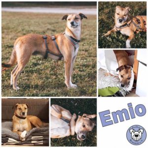 Emio in 81373 München