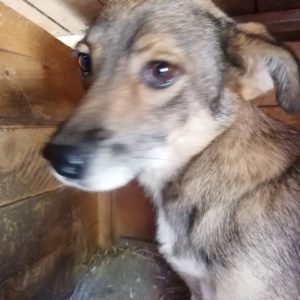 FABIANA - vermisst 08/2021