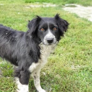 FANIL - reserviert Manuela - vermittelt