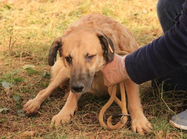 FANITO - reserviert Anna - vermittelt