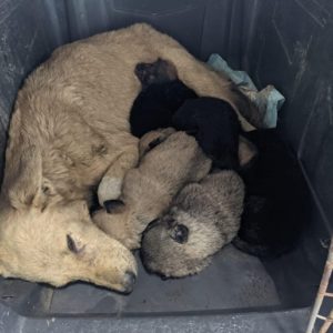 FEDORA - reist auf PDR PS im PLZ Bezirk 6 (PSL) - vermittelt