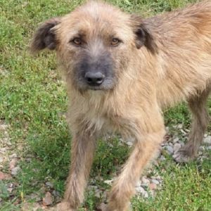 FELLOW - reserviert IH DR - vermittelt