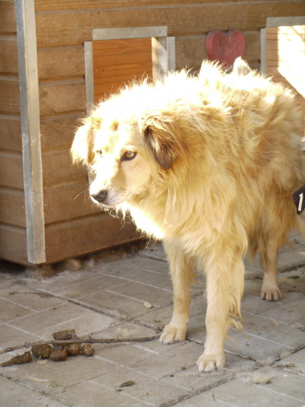 FENAL (♀) - vermisst 04/24 – Bild 6