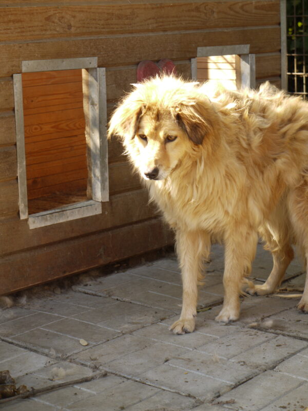 FENAL (♀) - vermisst 04/24 – Bild 7