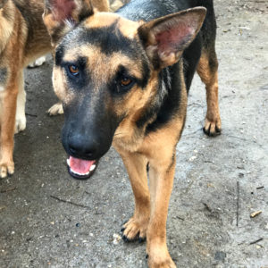 FENILA - auf Pflegestelle in PLZ 6 - vermittelt