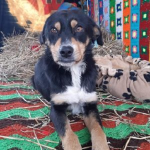 FEROL - zu dünn! - reserviert Manuela - vermittelt