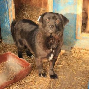 FILIPPA - reserviert ES (NH) - vermittelt