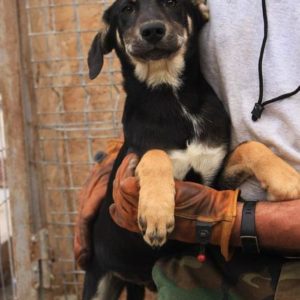 FINEAS = Perino 04/2021