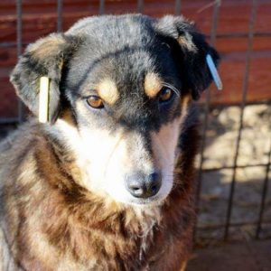 FLEUR - vermisst 08/2021