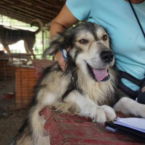 FLUFFY - reserviert Tierhilfe Lebenswert DR - vermittelt