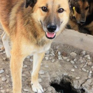 FORTUNA - vermisst 08/21