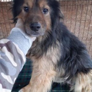 FRANCIS - reist auf PS in PLZ 1 - vermittelt