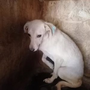 FREDERICA - reserviert Tierhilfe Lebenswert DR - vermittelt