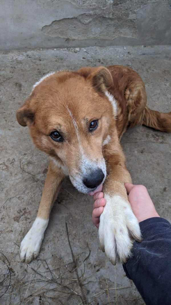 FRIDOLIN - auf PDR PS als Gnadenplatzhund gereist – Bild 6