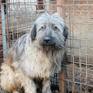 FROSTY - reserviert Manuela - vermittelt