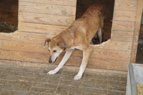 FUCHS (SIMBA) - reserviert NadineH vermittelt – Bild 3