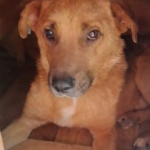 GASTON - rechtes Auge trüb - vermisst 08/21