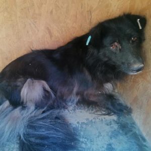 GAUDI - vermisst 08/2021