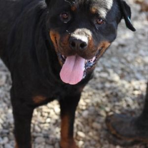 GERALD - reserviert Manuela - vermittelt