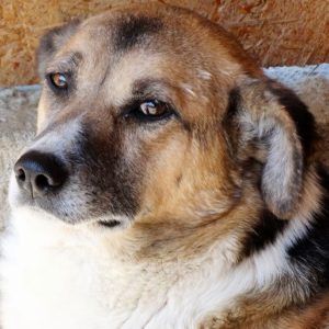 GÉRALDINE - reserviert für PS in PLZ 4 (GC) - vermittelt