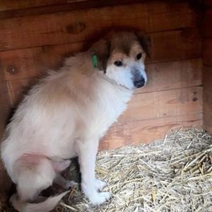 GERDI – vermisst 10/2021