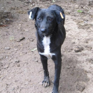 GITTA - vermisst 08/21