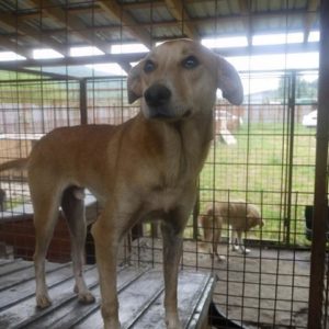 GIZMO - reserviert IH DR - vermittelt