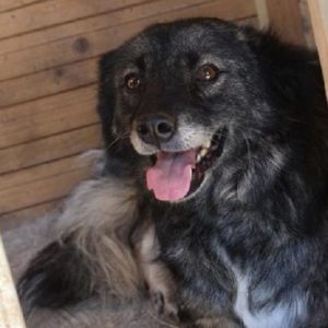 GLORIA - auf Pflegestelle in PLZ 7 vermittelt