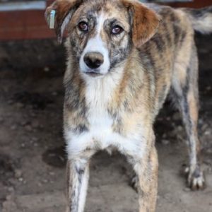 GORDY - reserviert NadineH - vermittelt